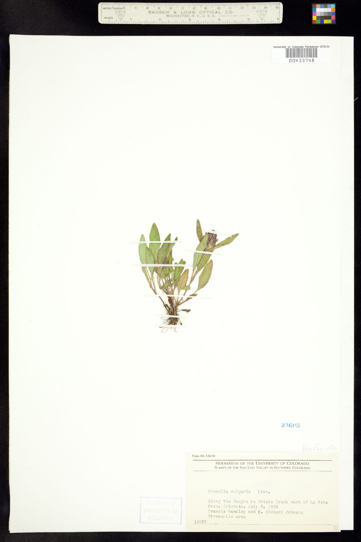 Prunella vulgaris image