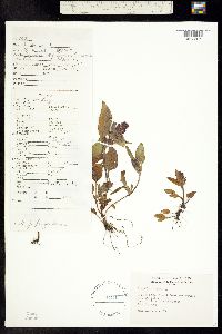 Image of Prunella vulgaris