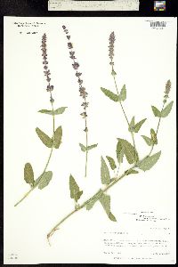 Image of Salvia sylvestris