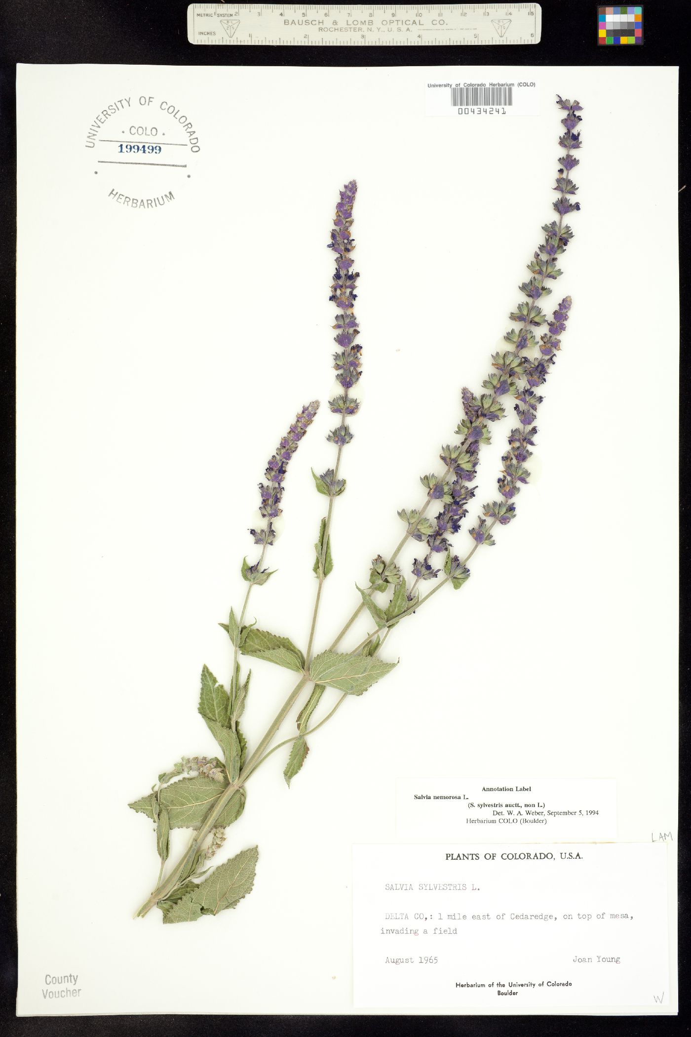 Salvia sylvestris image