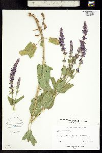 Salvia sylvestris image