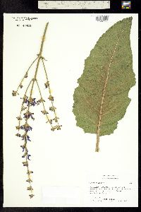 Image of Salvia pratensis