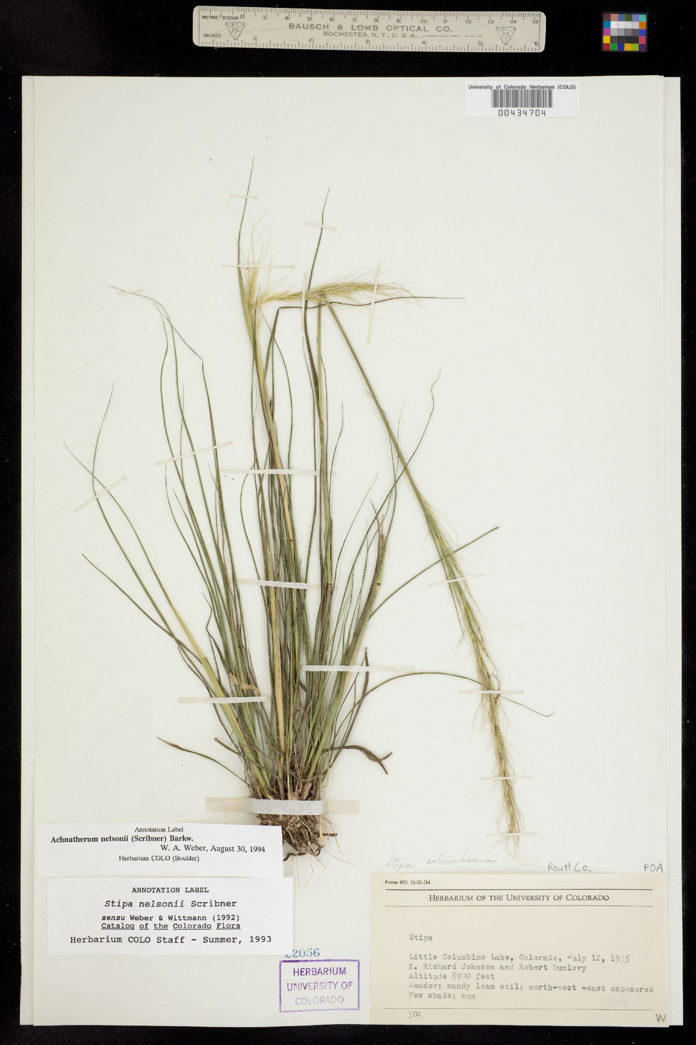 Achnatherum nelsonii image