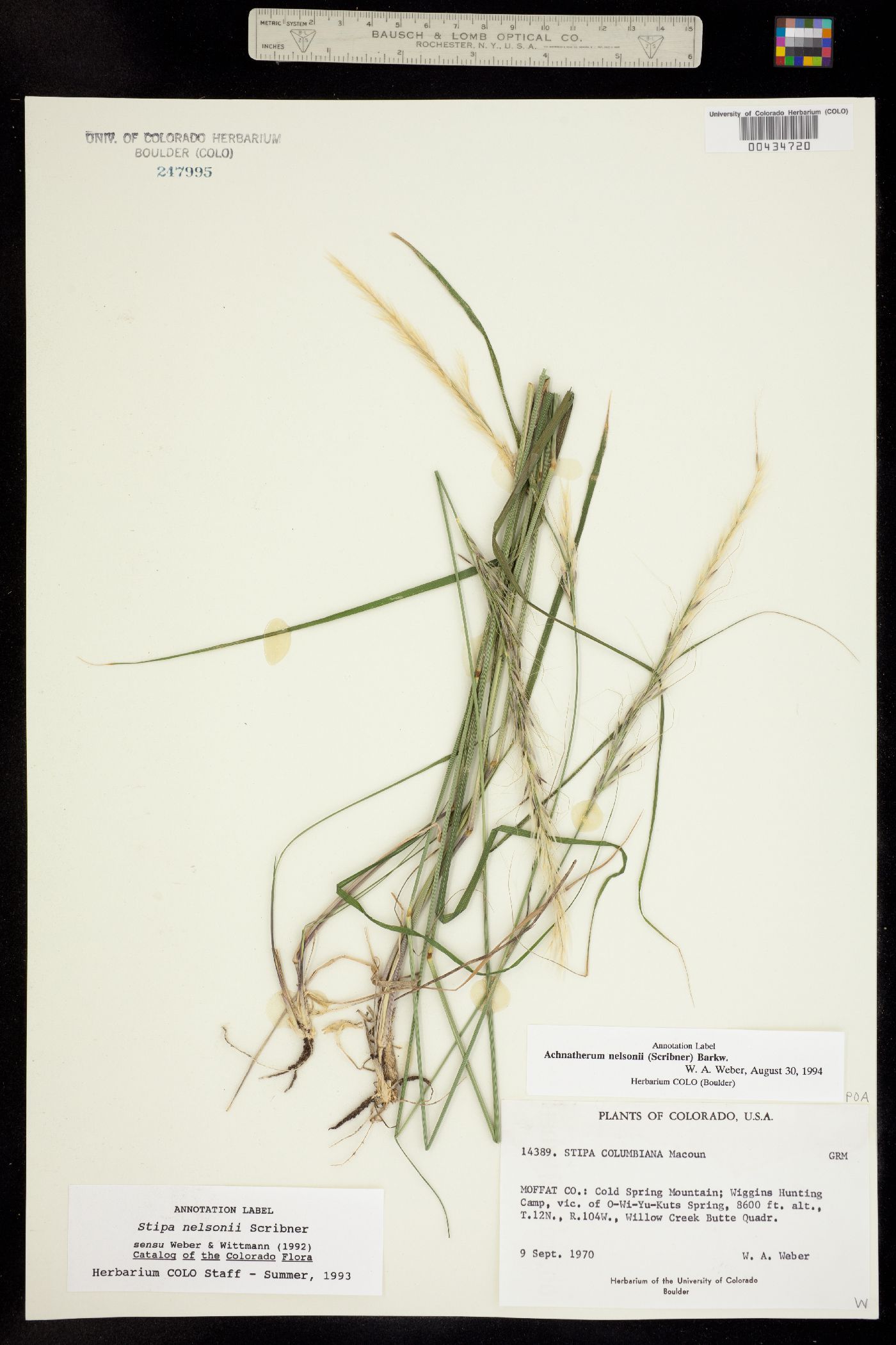 Achnatherum nelsonii image