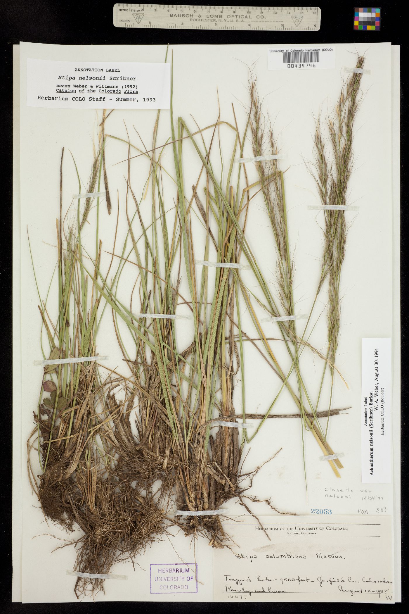 Achnatherum nelsonii image