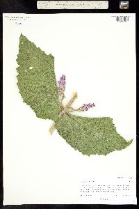 Image of Salvia sclarea