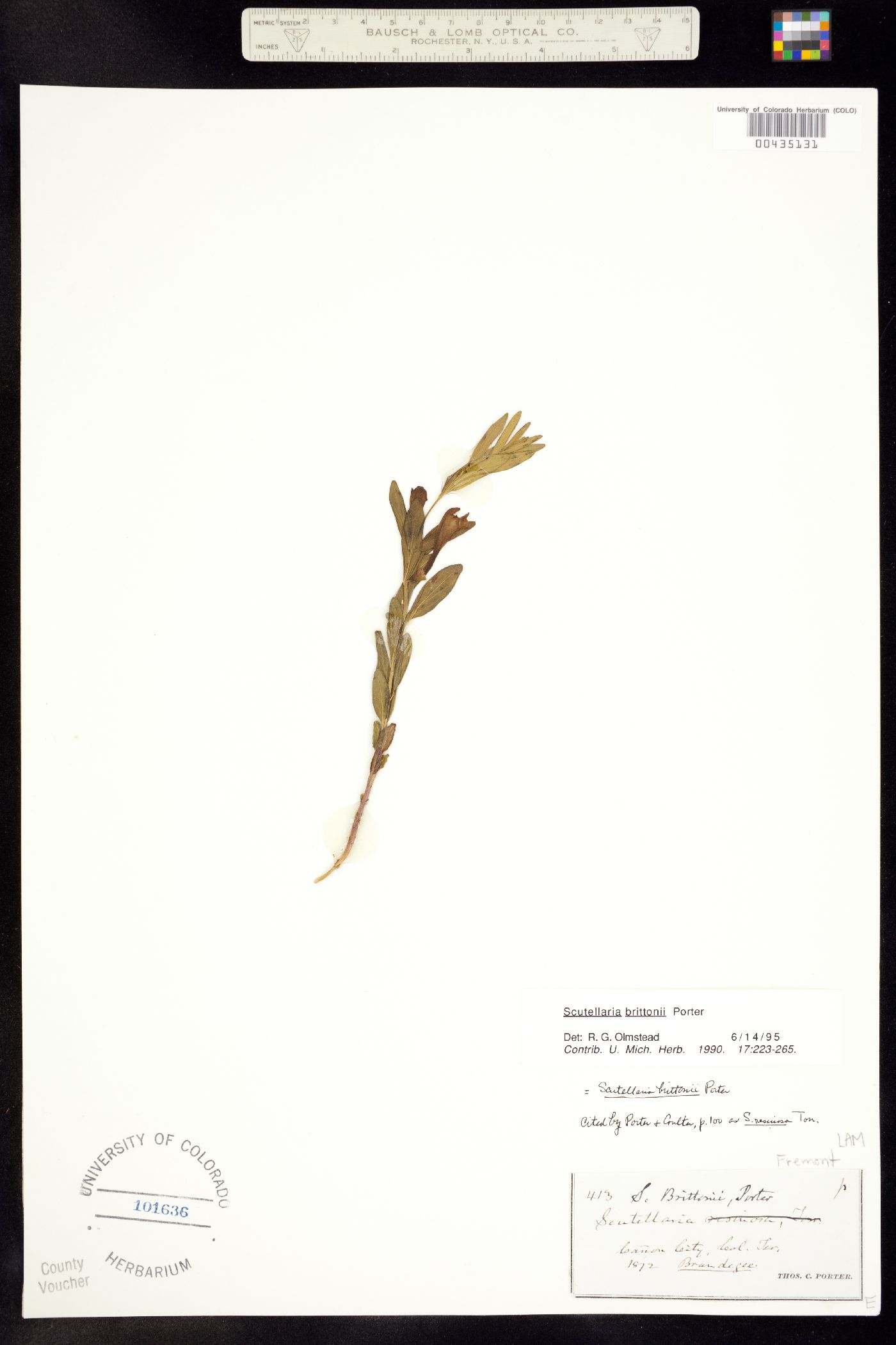 Scutellaria image