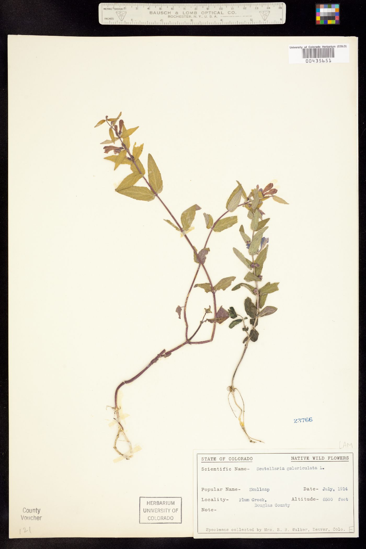 Lamiaceae image