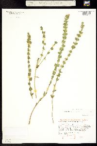 Image of Scutellaria resinosa