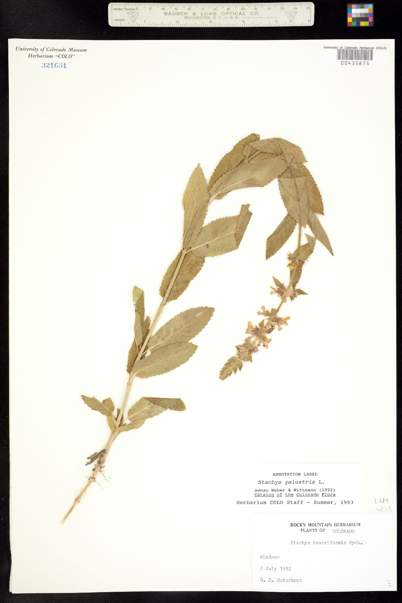 Stachys palustris image
