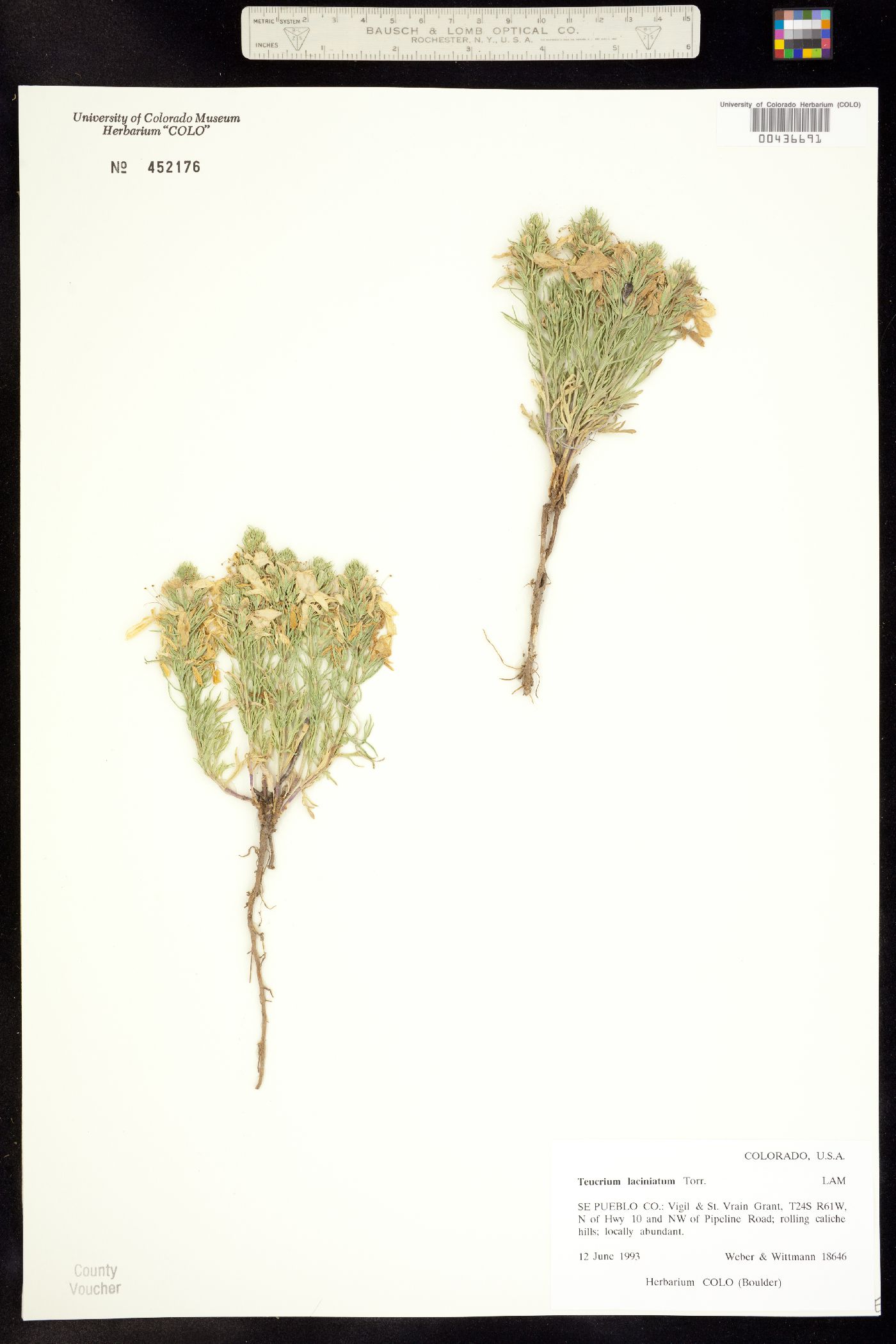 Teucrium laciniatum image