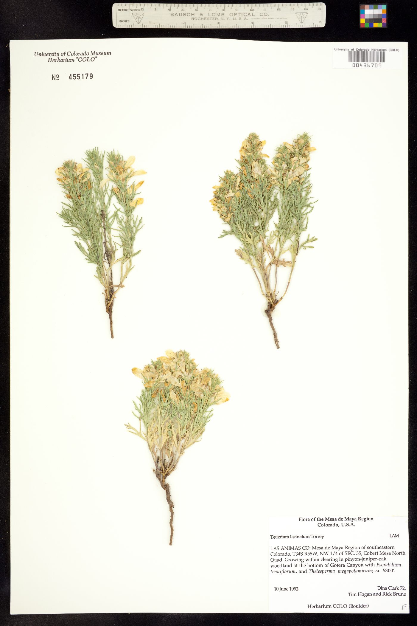 Teucrium laciniatum image