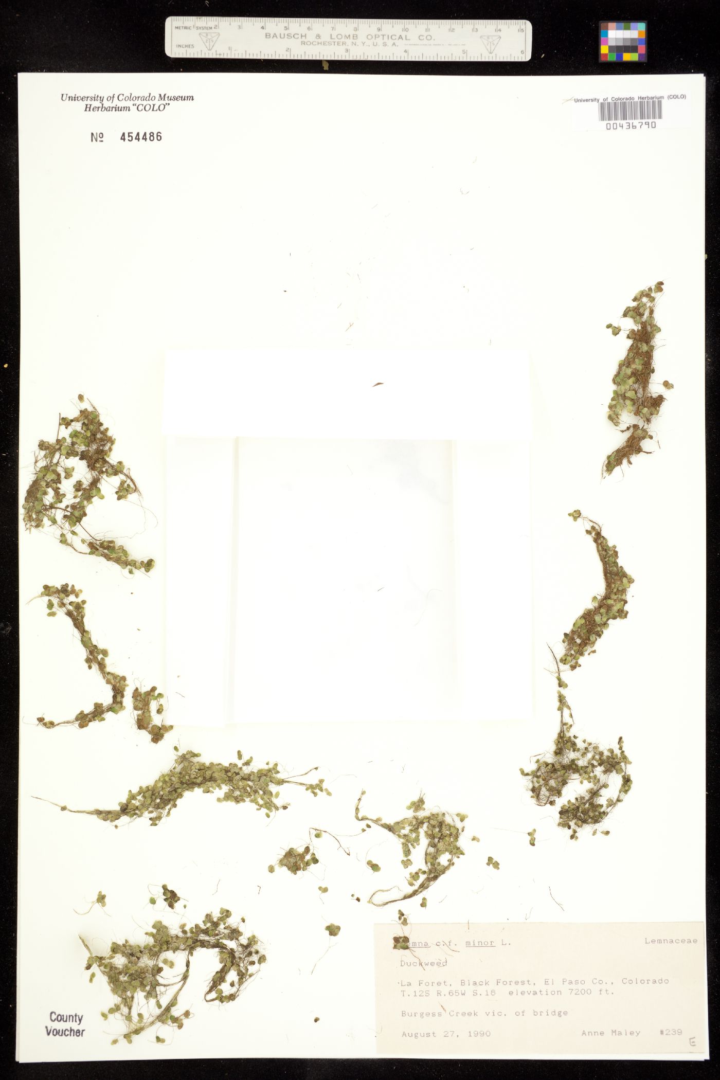 Lemna minor image