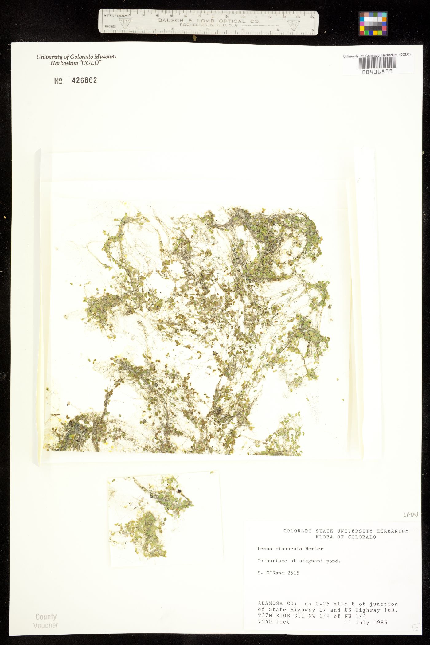 Lemna minuta image