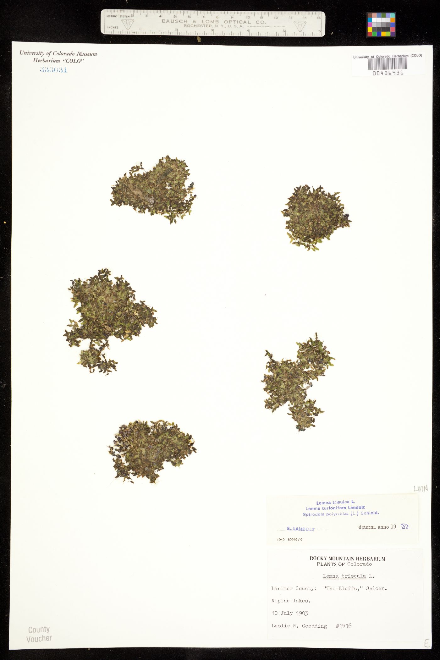 Lemna trisulca image
