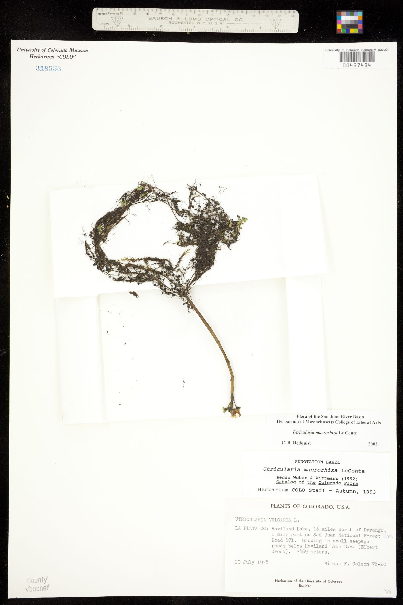 Lentibulariaceae image