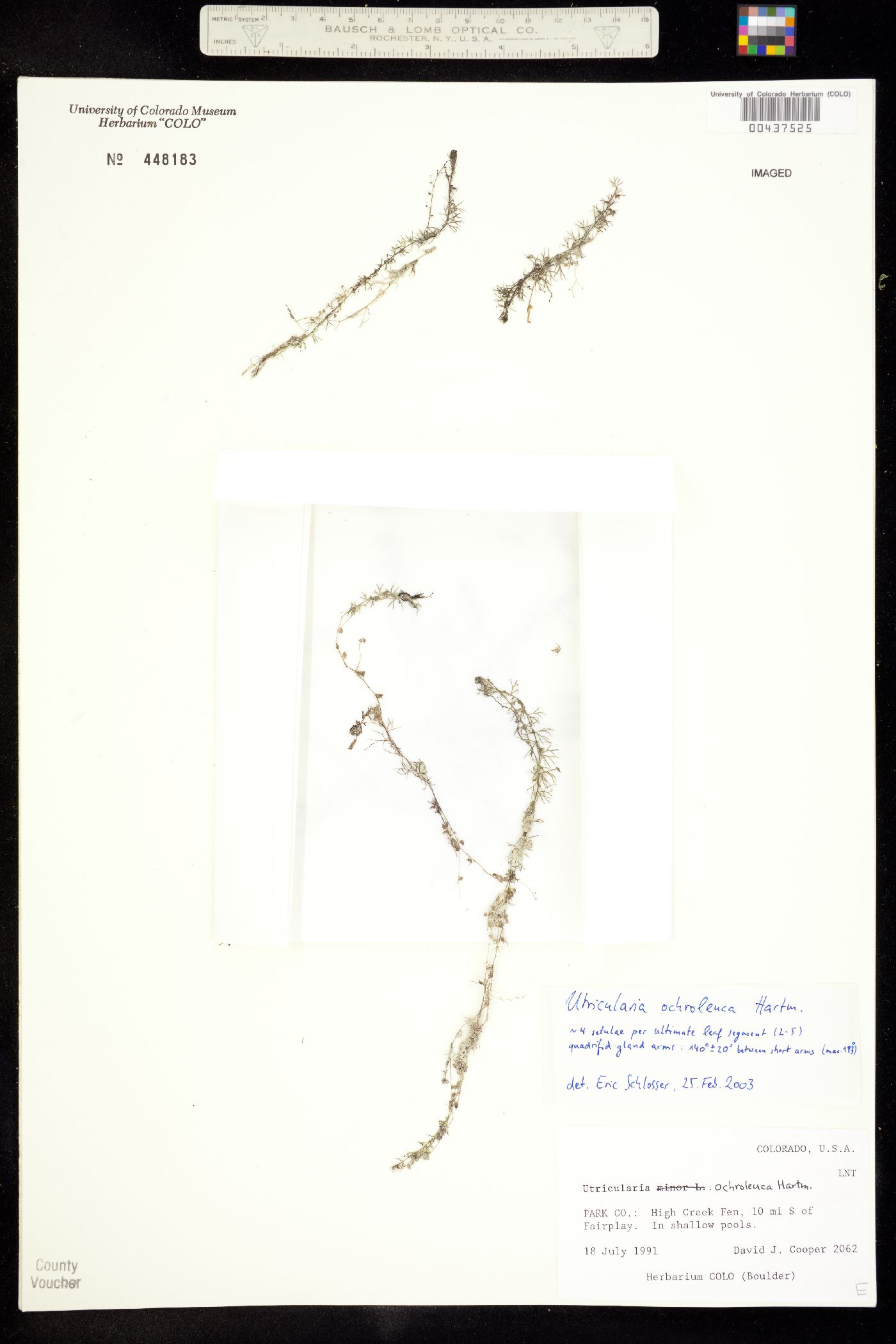 Utricularia ochroleuca image