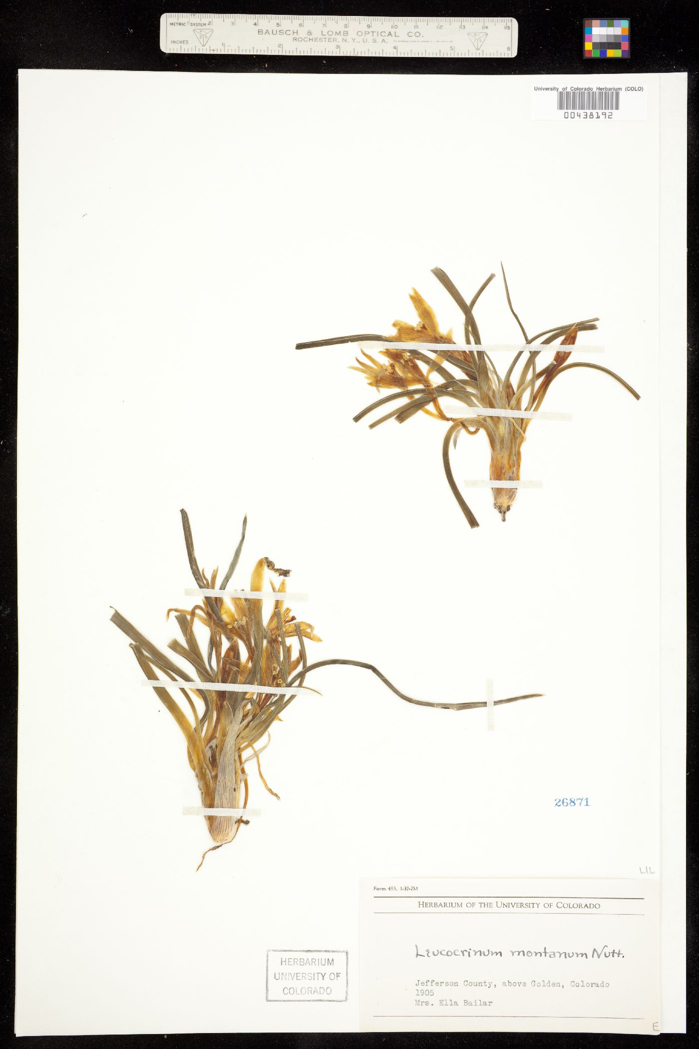 Leucocrinum montanum image