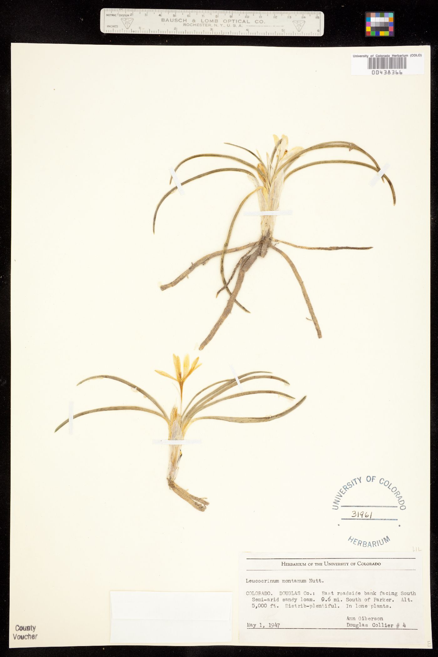 Leucocrinum image