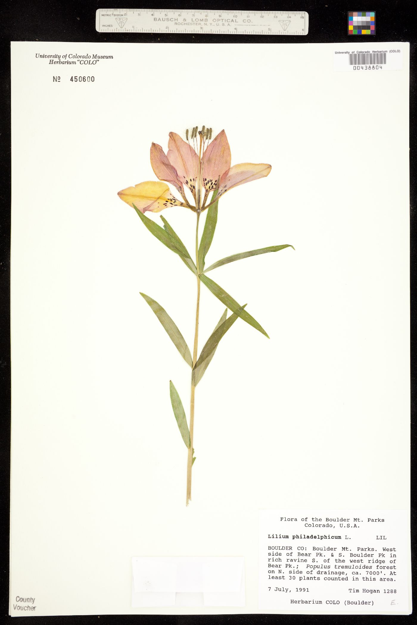 Lilium philadelphicum image