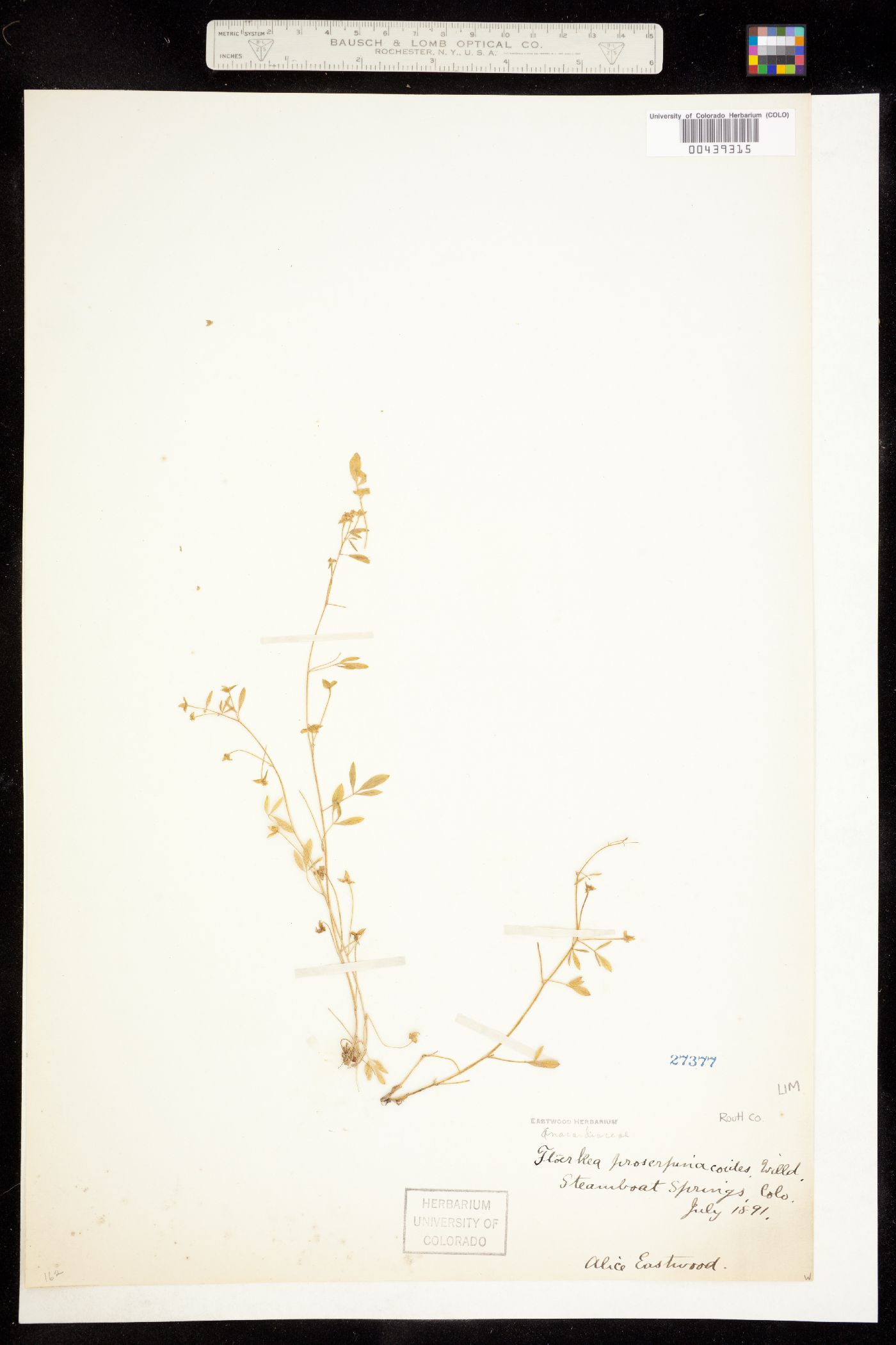 Floerkea proserpinacoides image