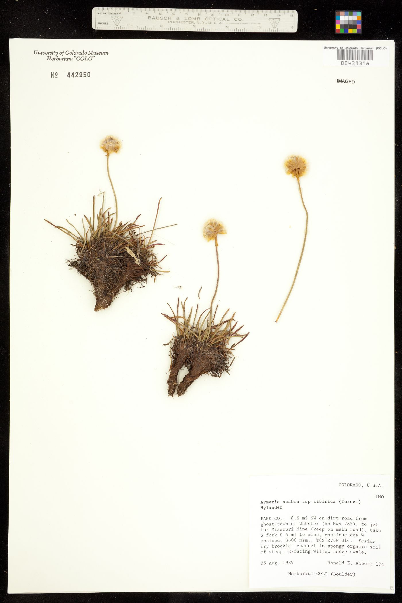Armeria maritima image