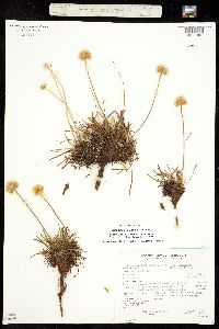 Armeria scabra subsp. sibirica image