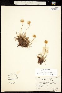 Armeria scabra subsp. sibirica image