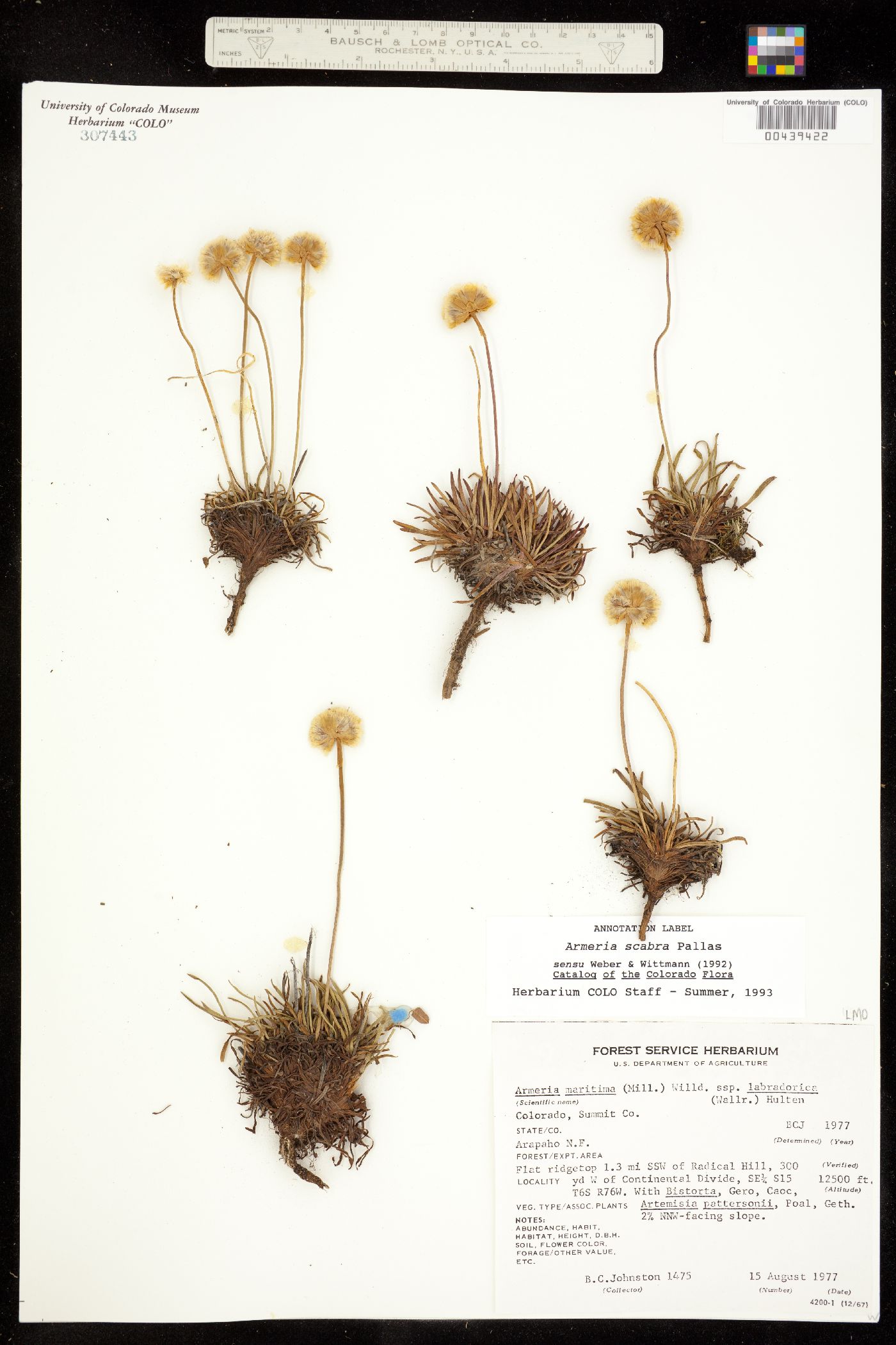 Armeria scabra subsp. sibirica image