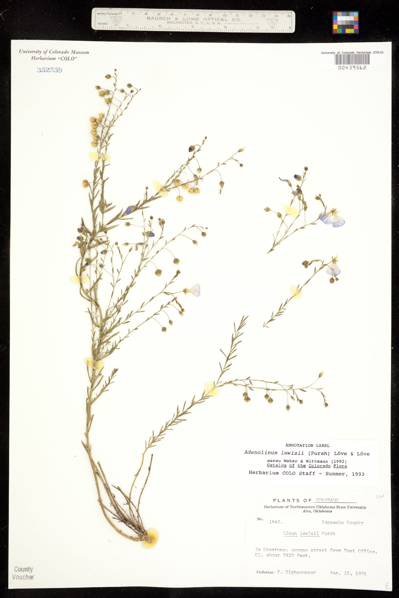 Linum lewisii var. lewisii image