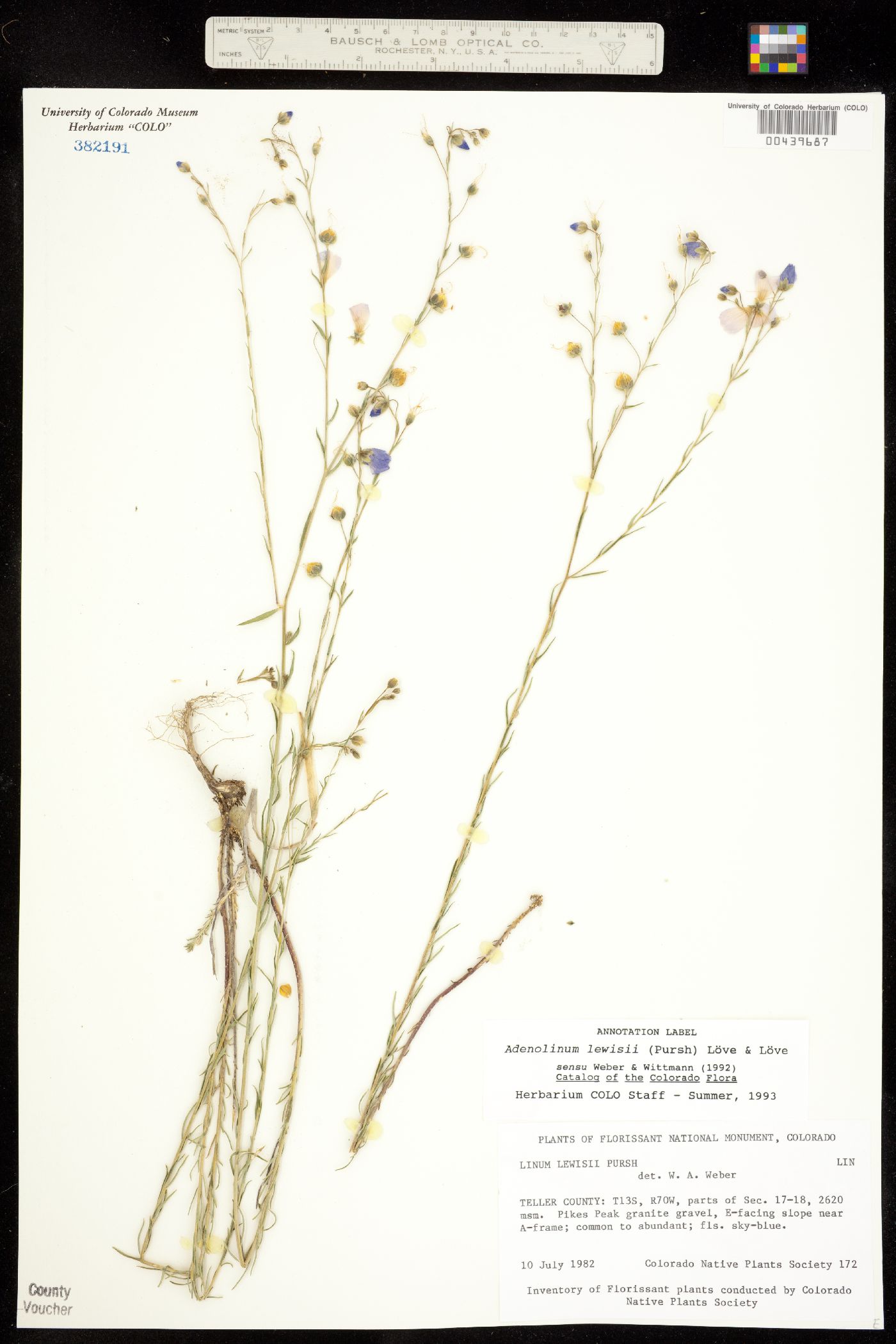 Linum lewisii image