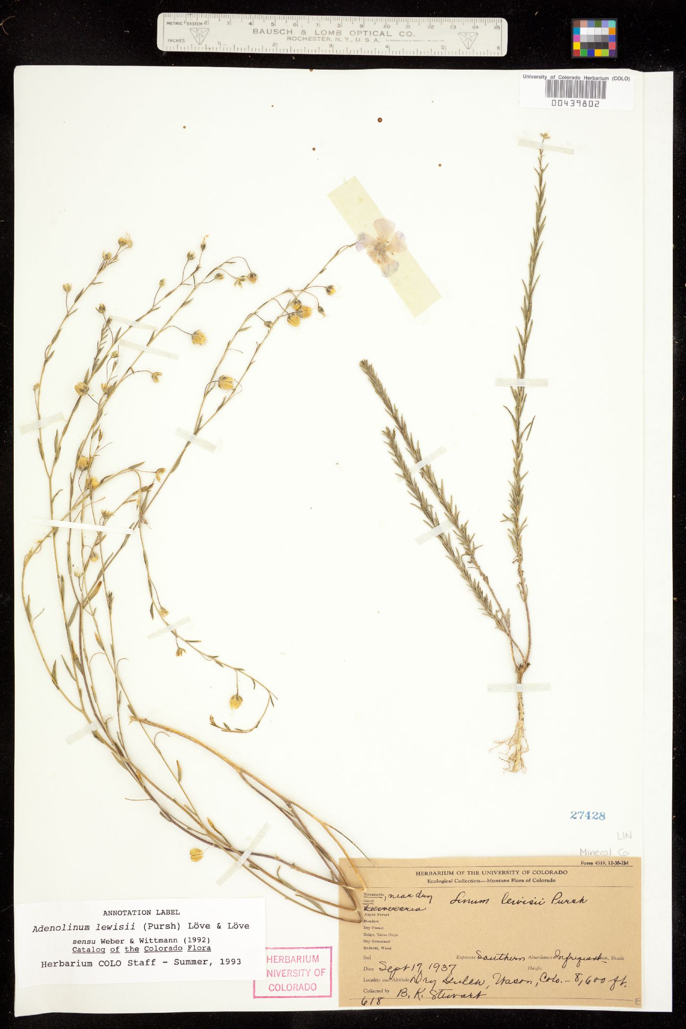 Linum lewisii image