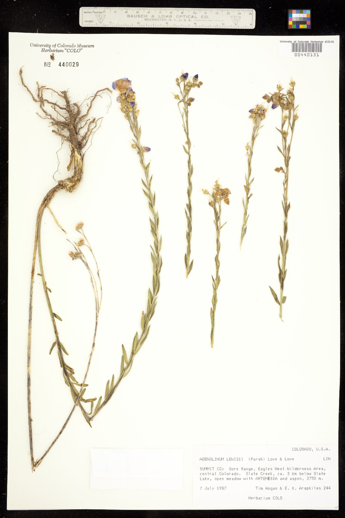 Linaceae image