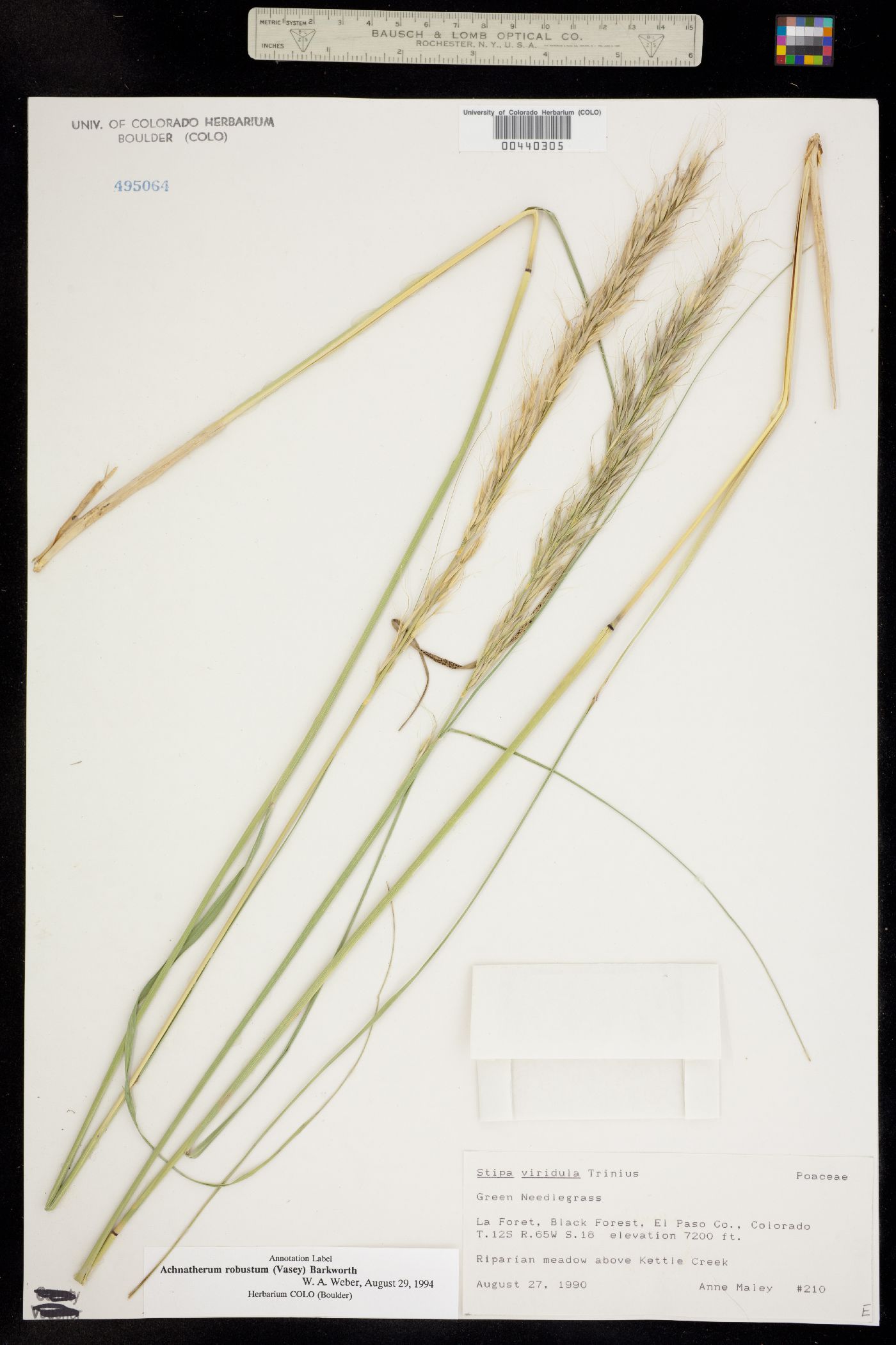 Achnatherum robustum image