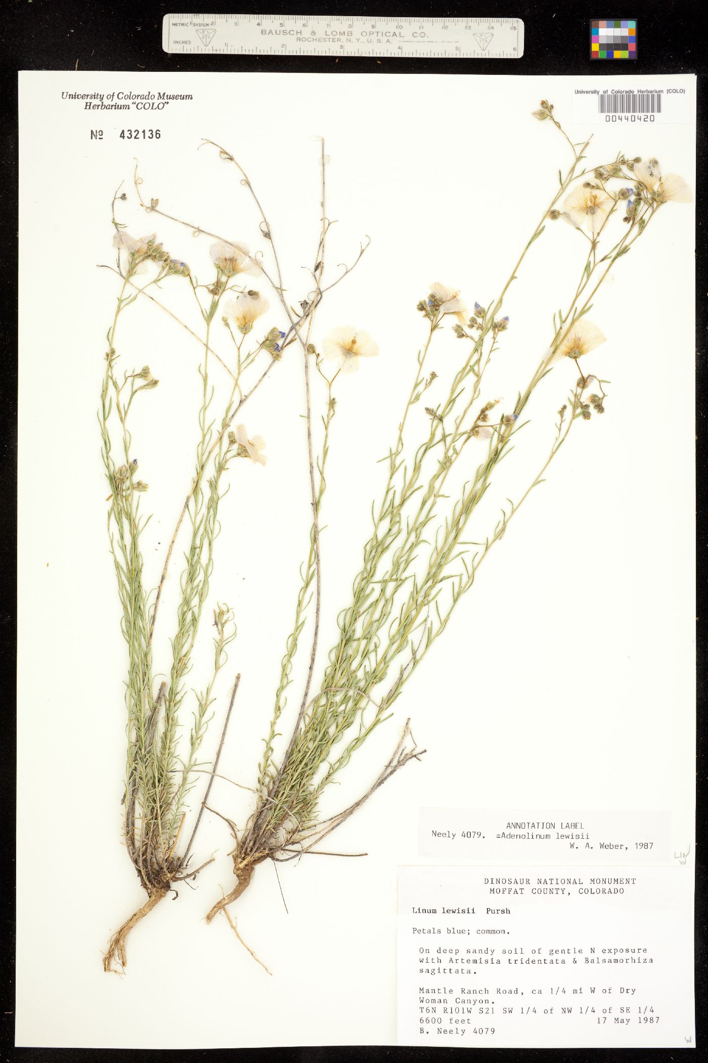Linum lewisii var. lewisii image