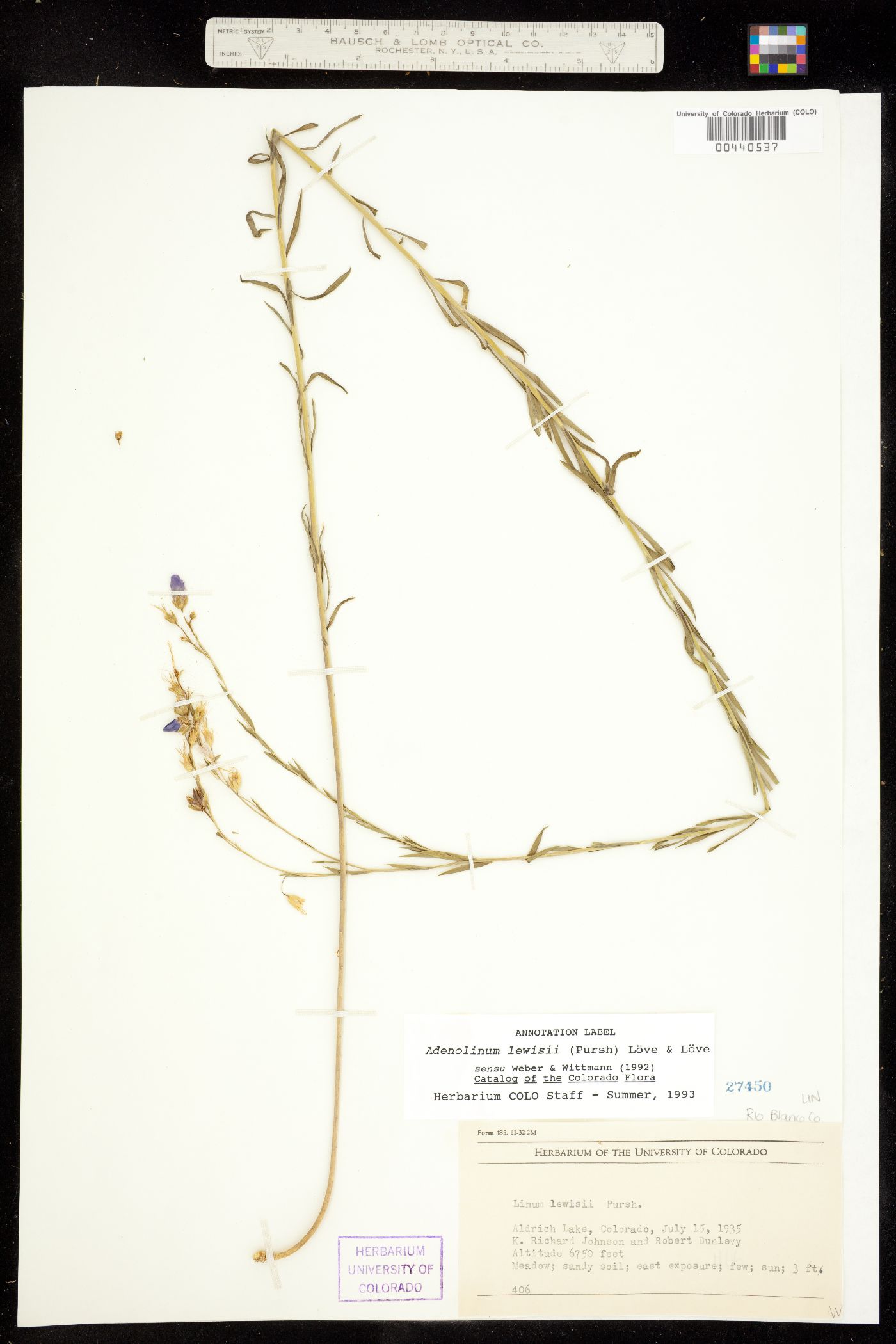 Linum lewisii var. lewisii image