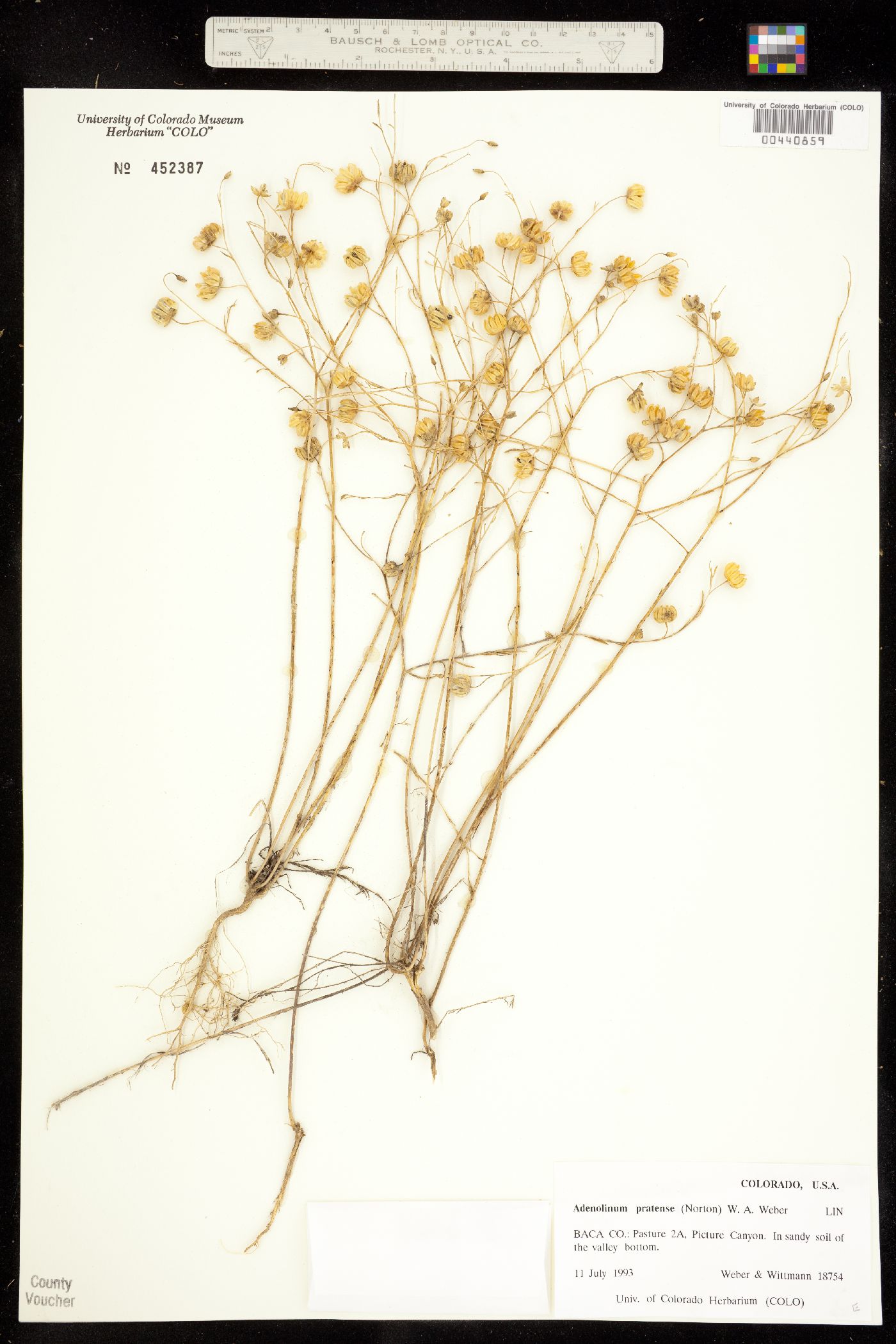 Linum pratense image