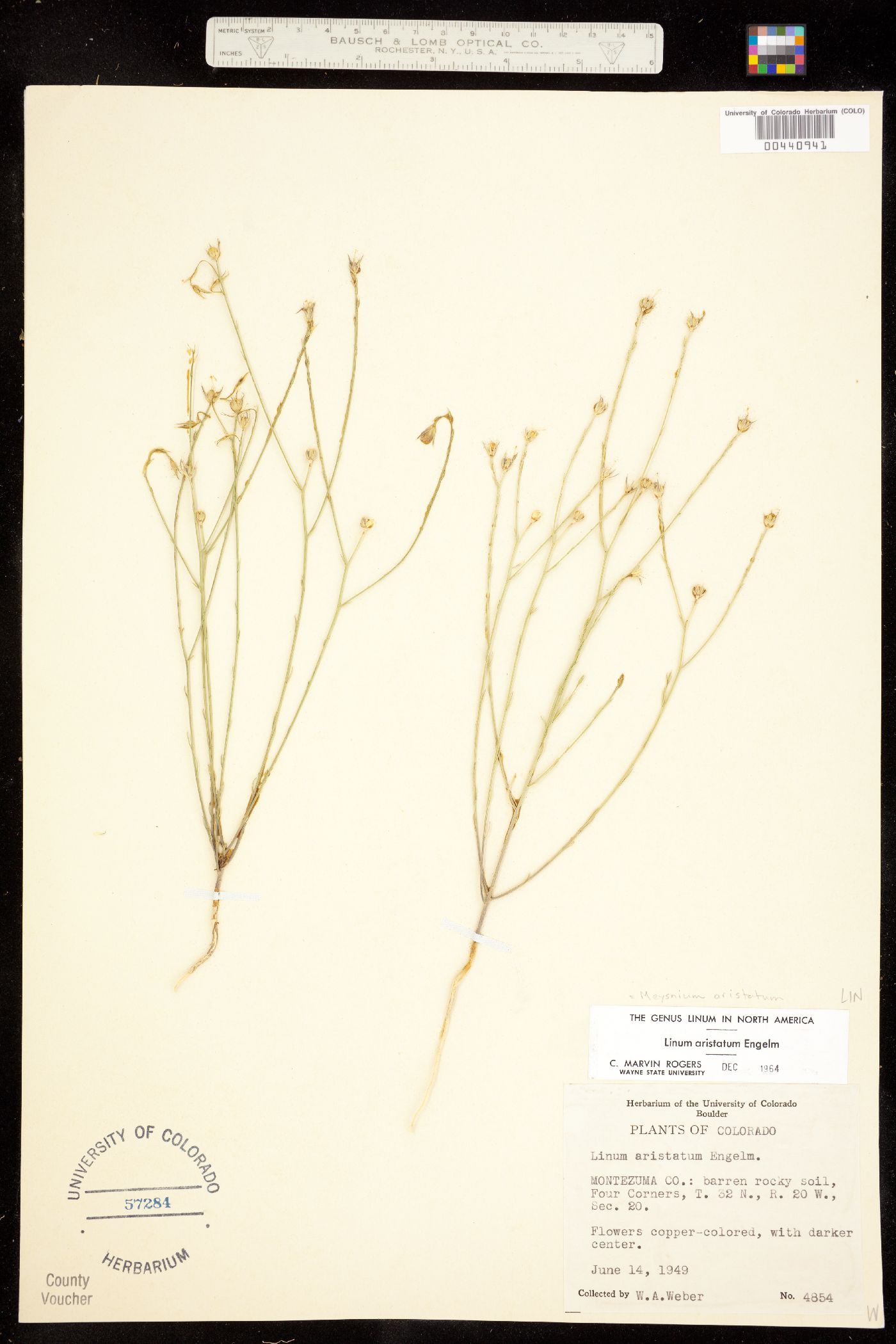 Linum aristatum image