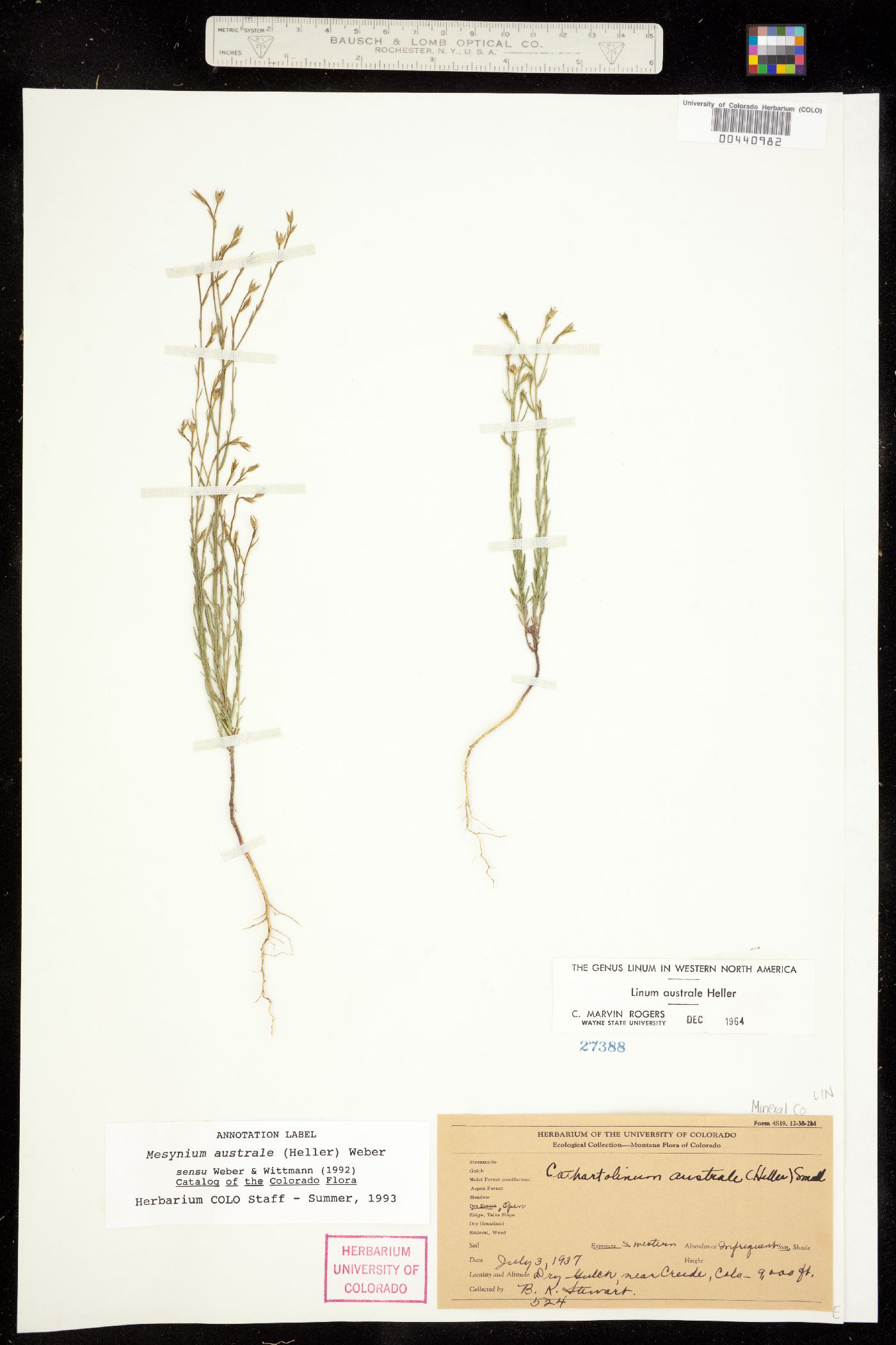 Linum australe var. australe image