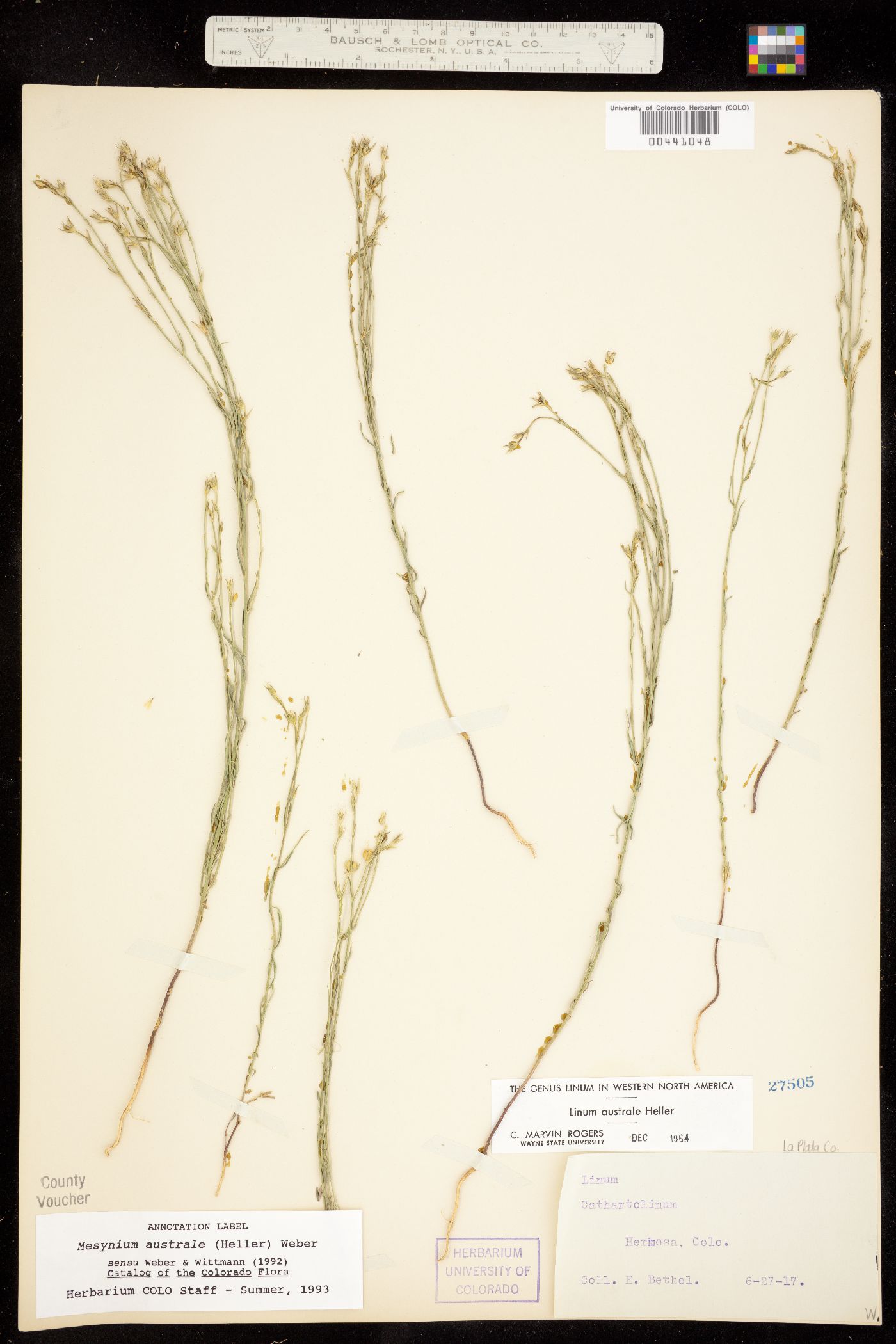Linum australe var. australe image
