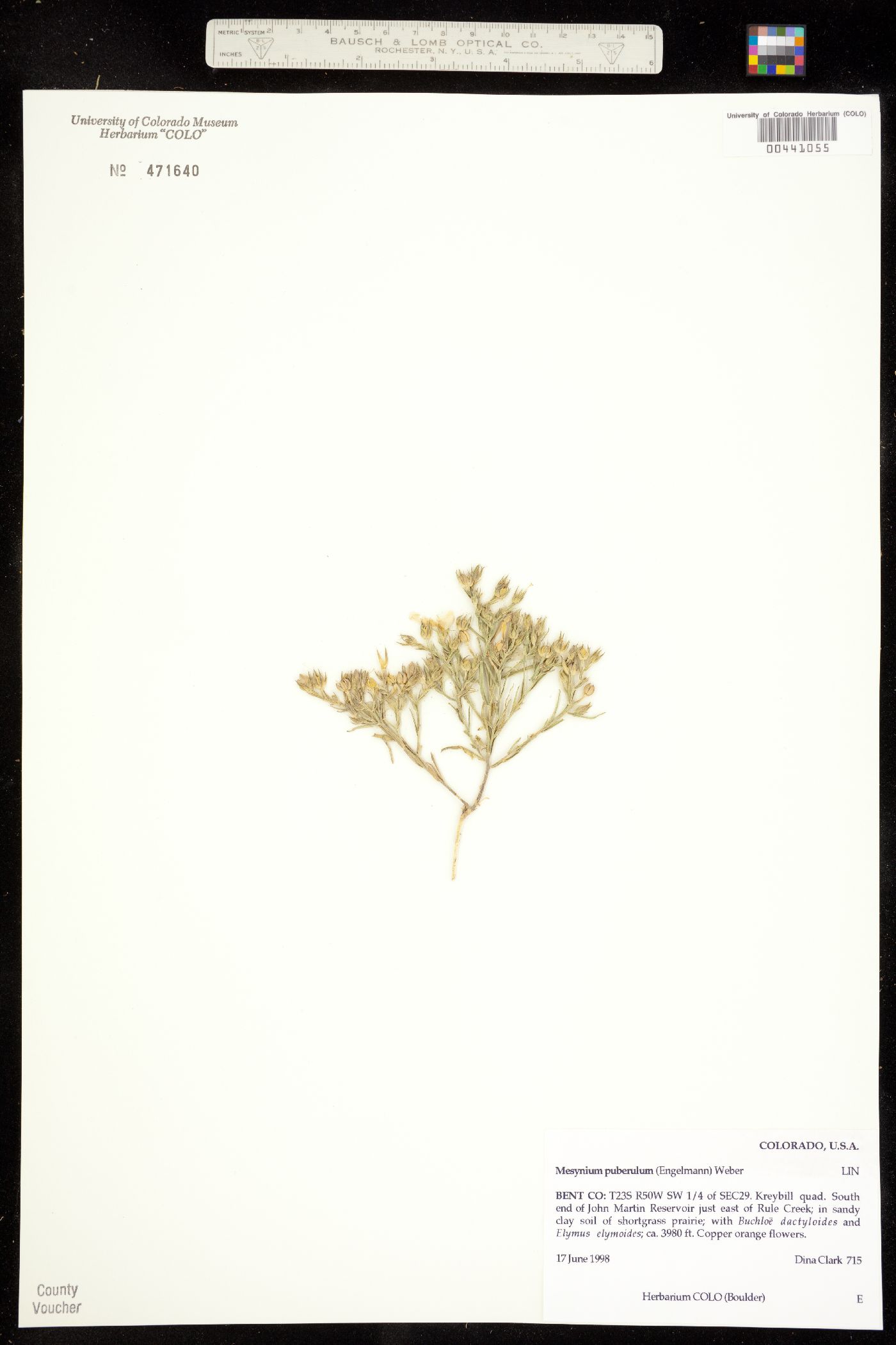Linum puberulum image