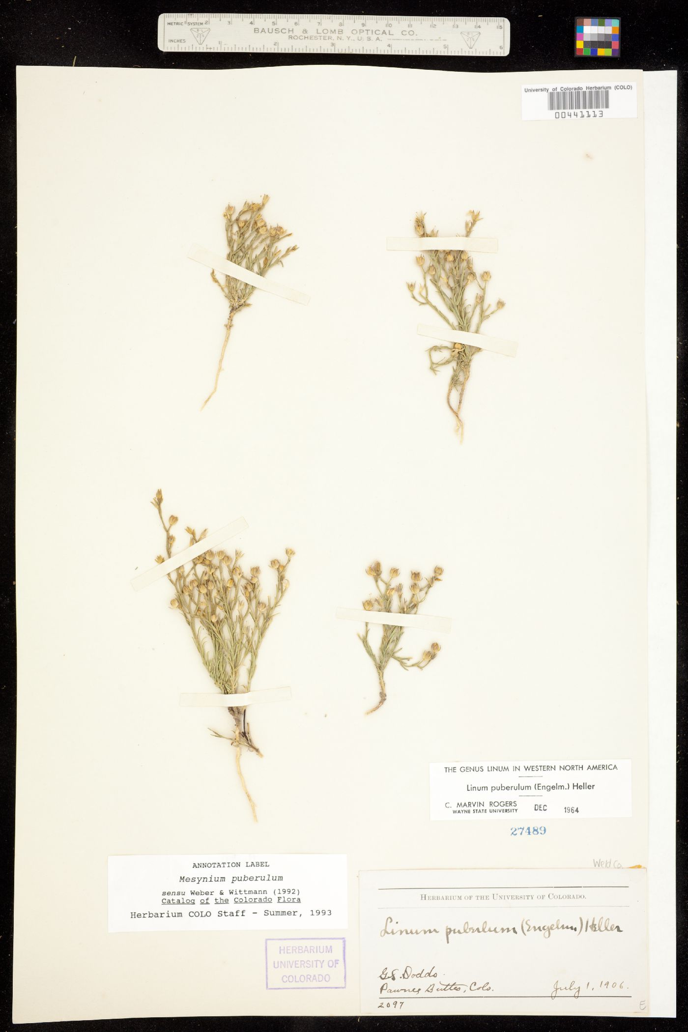 Linum puberulum image