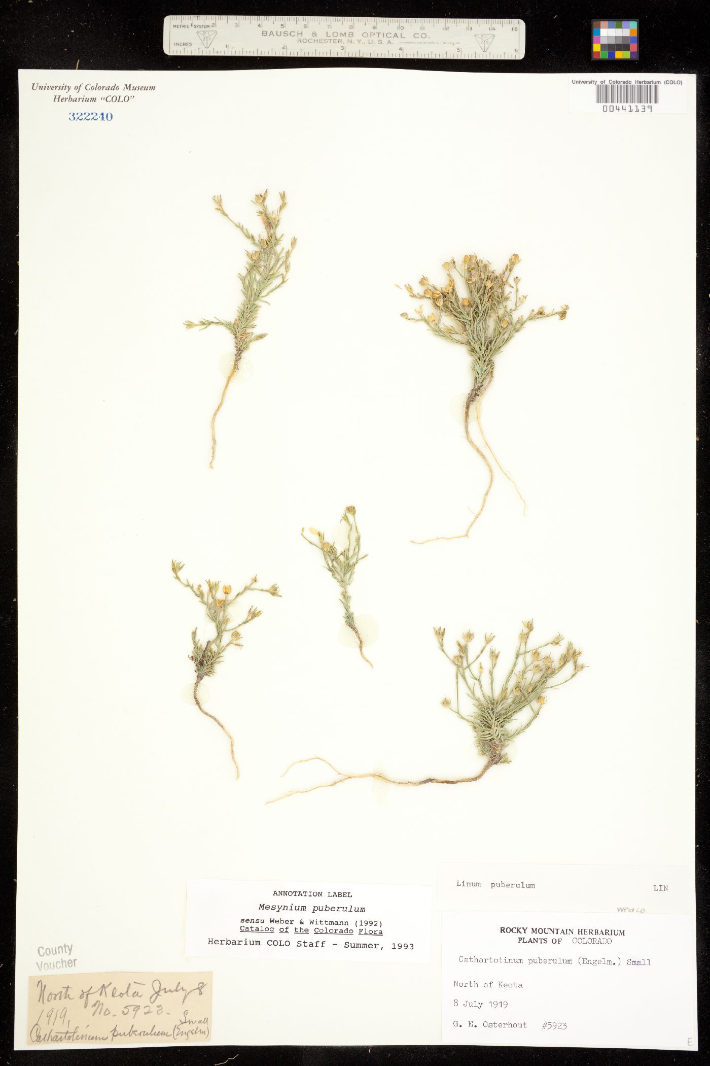 Linum image