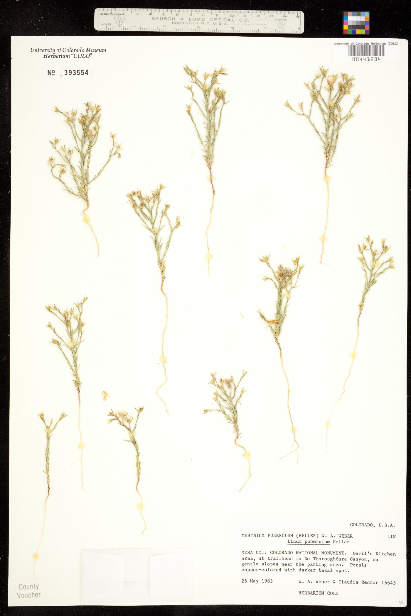 Linaceae image