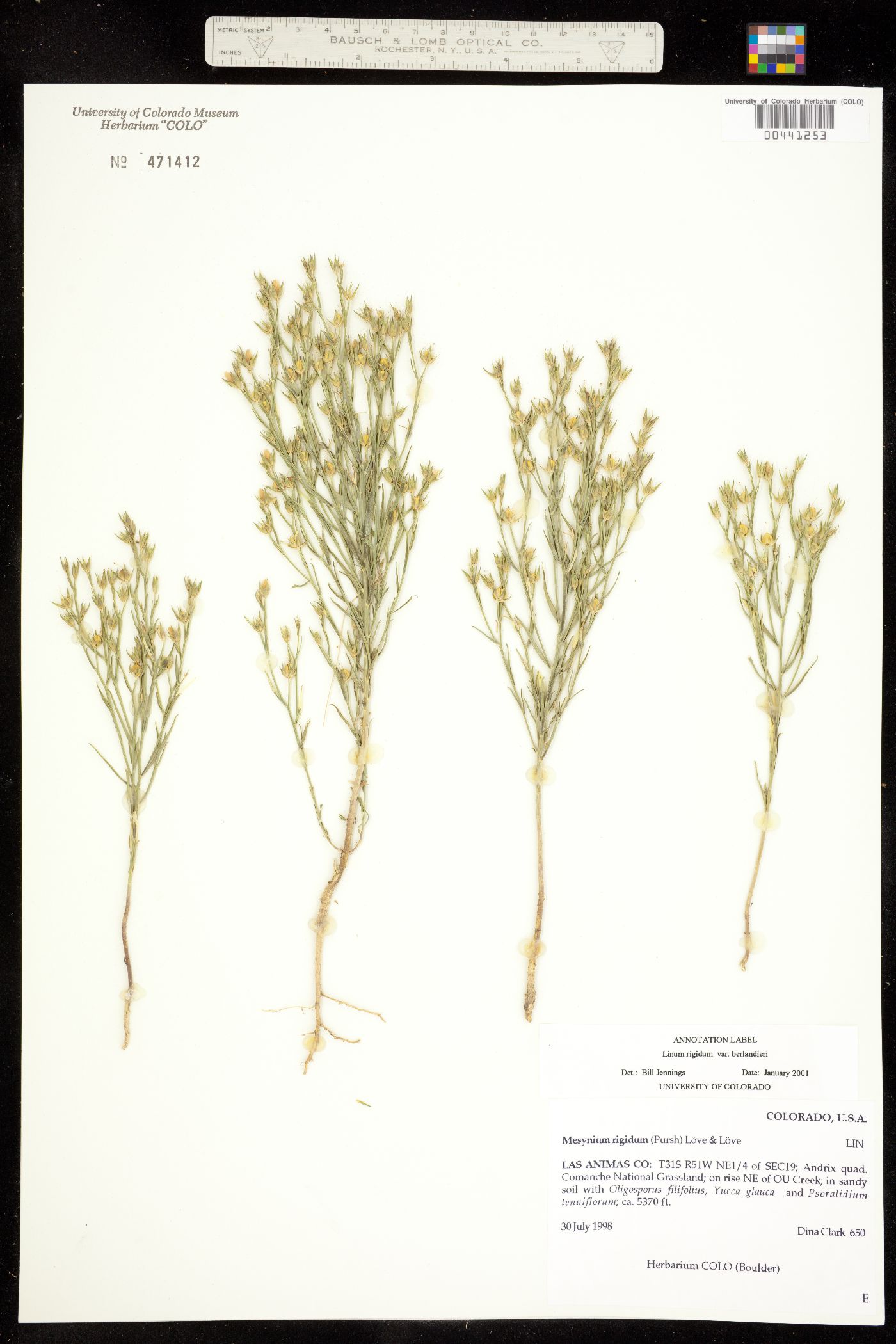 Linum rigidum image