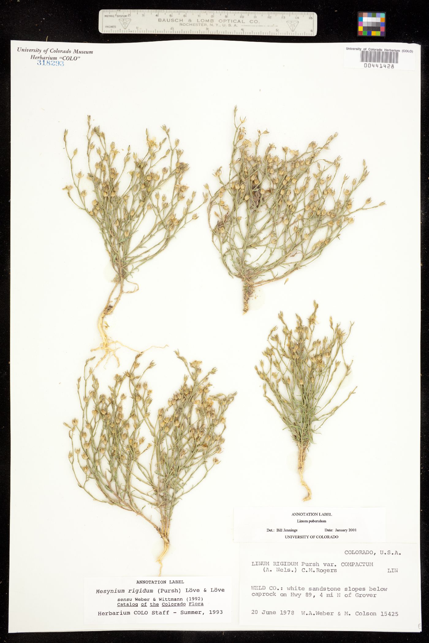 Linum puberulum image