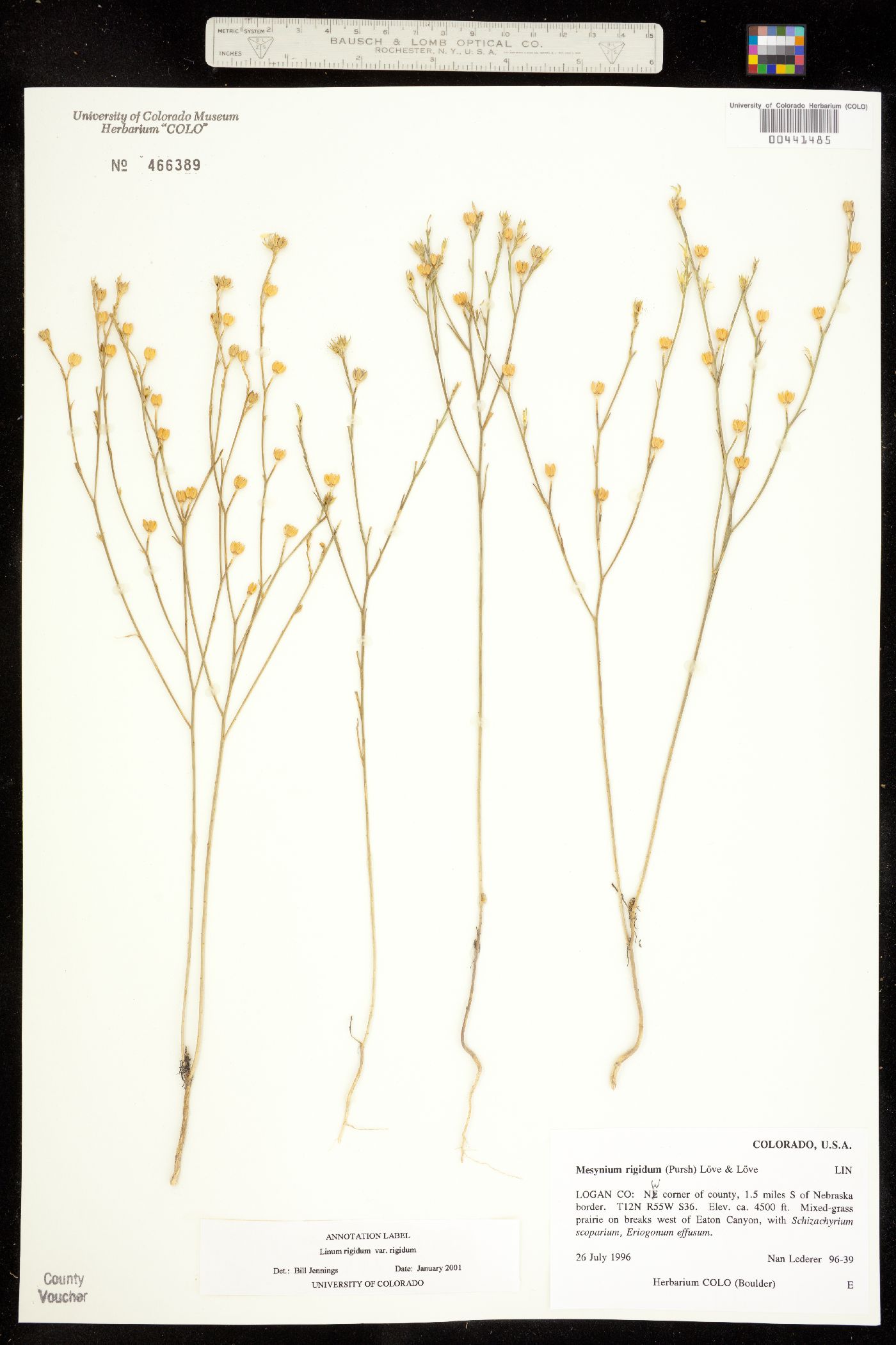 Linaceae image
