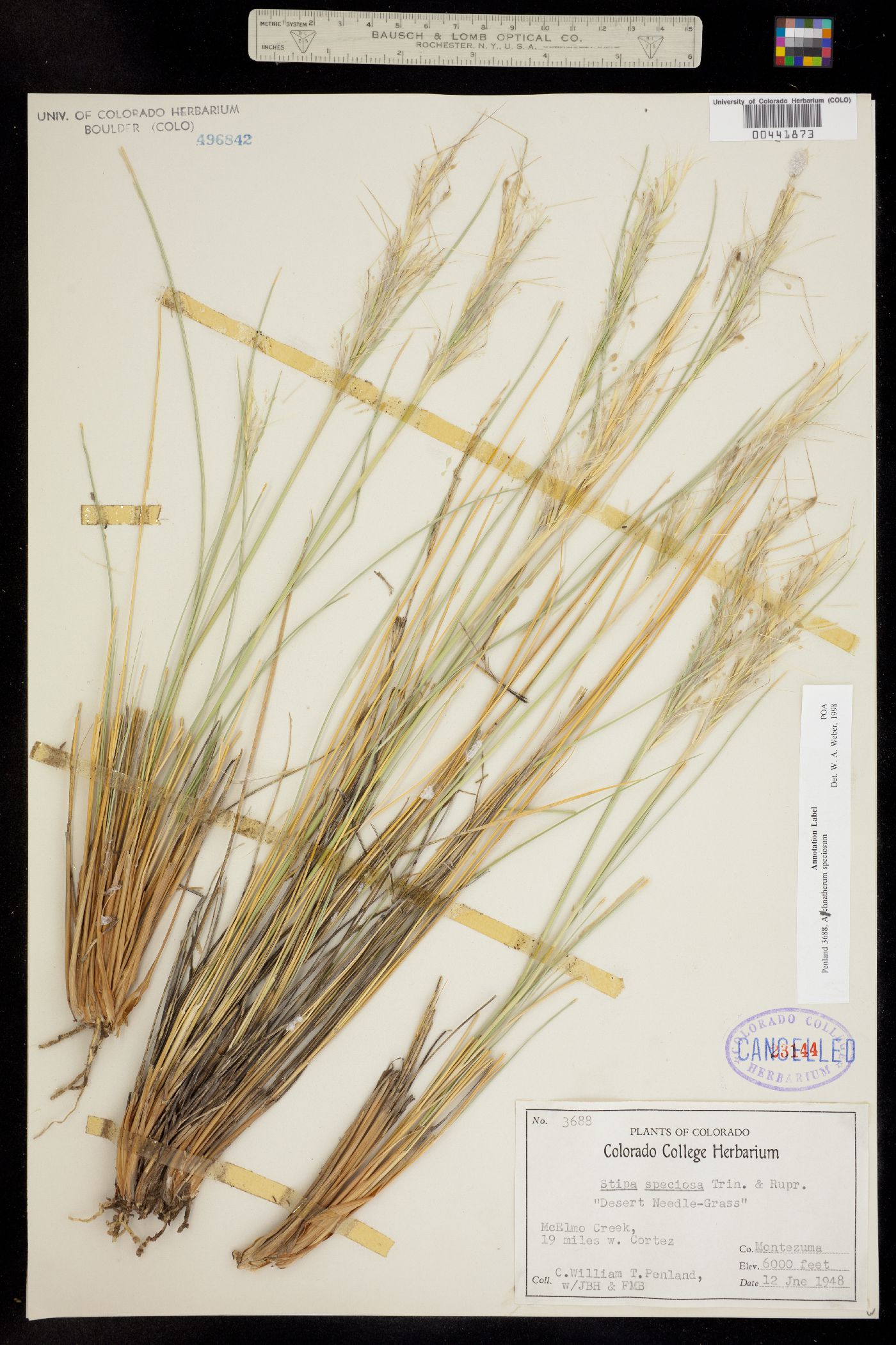 Pappostipa speciosa image