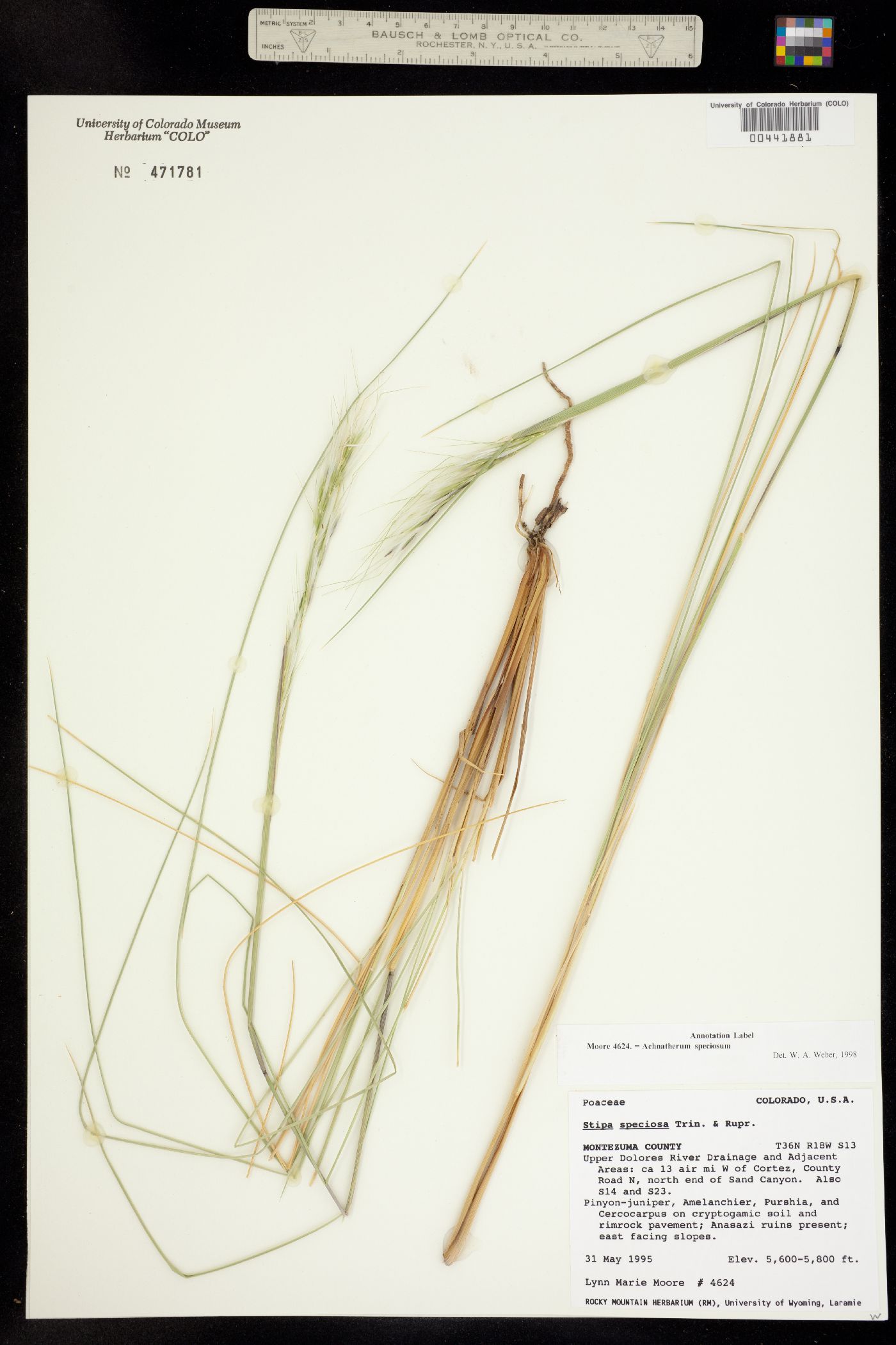 Pappostipa speciosa image