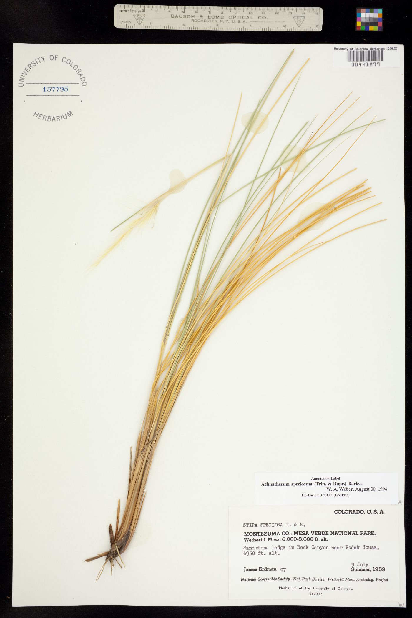 Pappostipa speciosa image